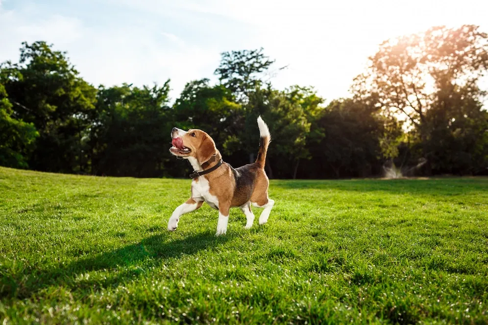 Keep Your Dog Cool and Comfortable with Axizz LLC